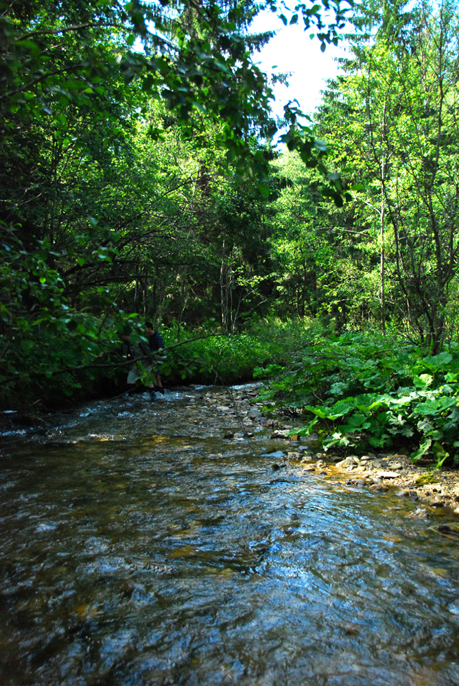 New study with the involvement of Hungarian researchers calls for urgent action due to halt in the recovery of European freshwater biodiversity