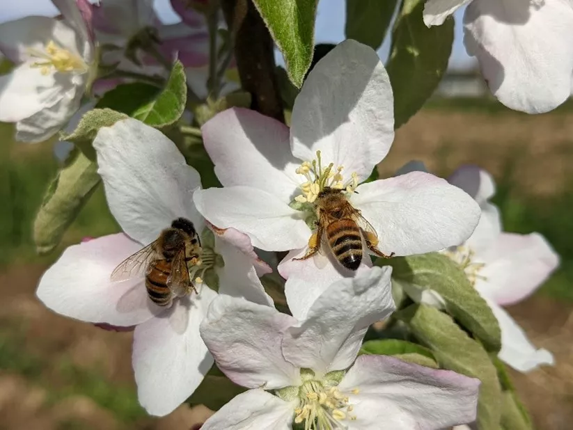 Researchers from the University of Padua and CER show that the presence of pollinating animals influences fruit quality by nearly one-fourth