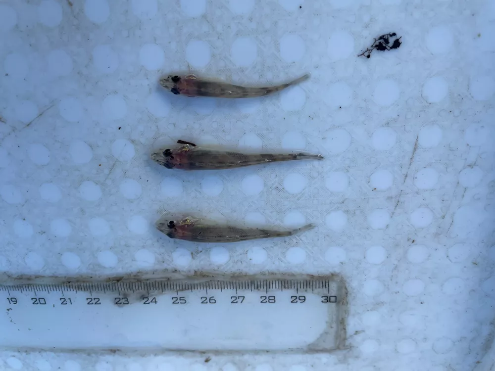 CER researchers confirm successful spawning of zingel in the Mohács Danube section this spring