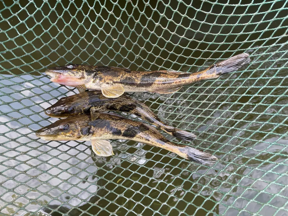 CER researchers confirm successful spawning of zingel in the Mohács Danube section this spring