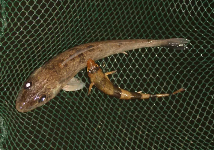 CER researchers confirm successful spawning of zingel in the Mohács Danube section this spring