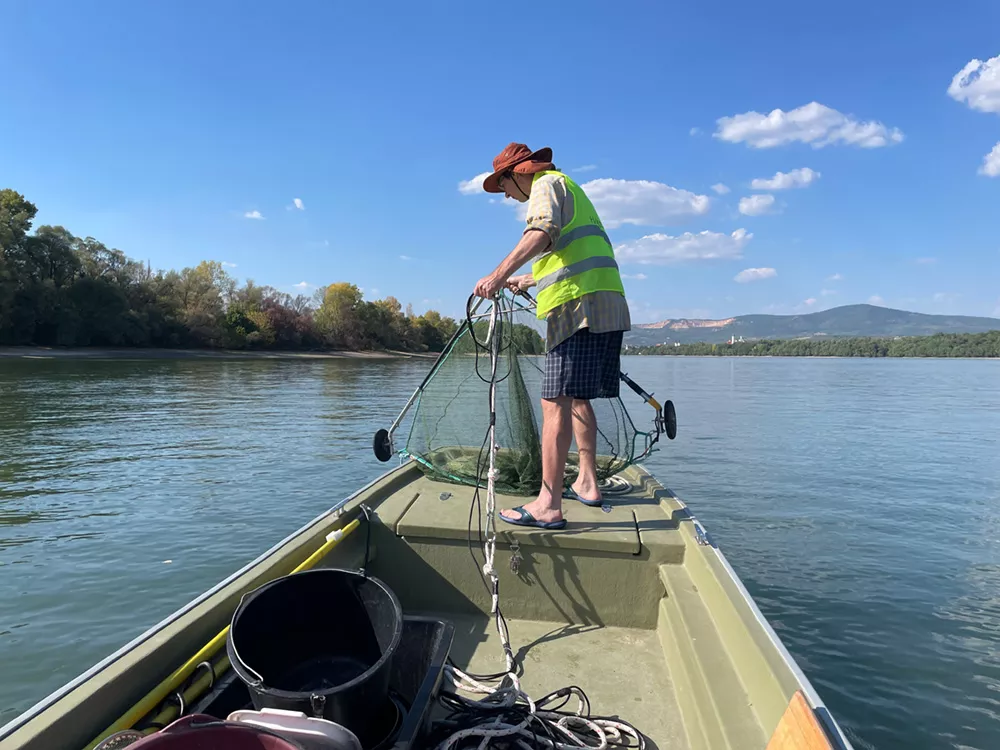 CER researchers confirm successful spawning of zingel in the Mohács Danube section this spring