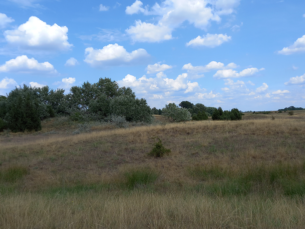HUN-REN researchers examined whether macroclimate can explain the distribution of the Eurasian forest-steppe zone