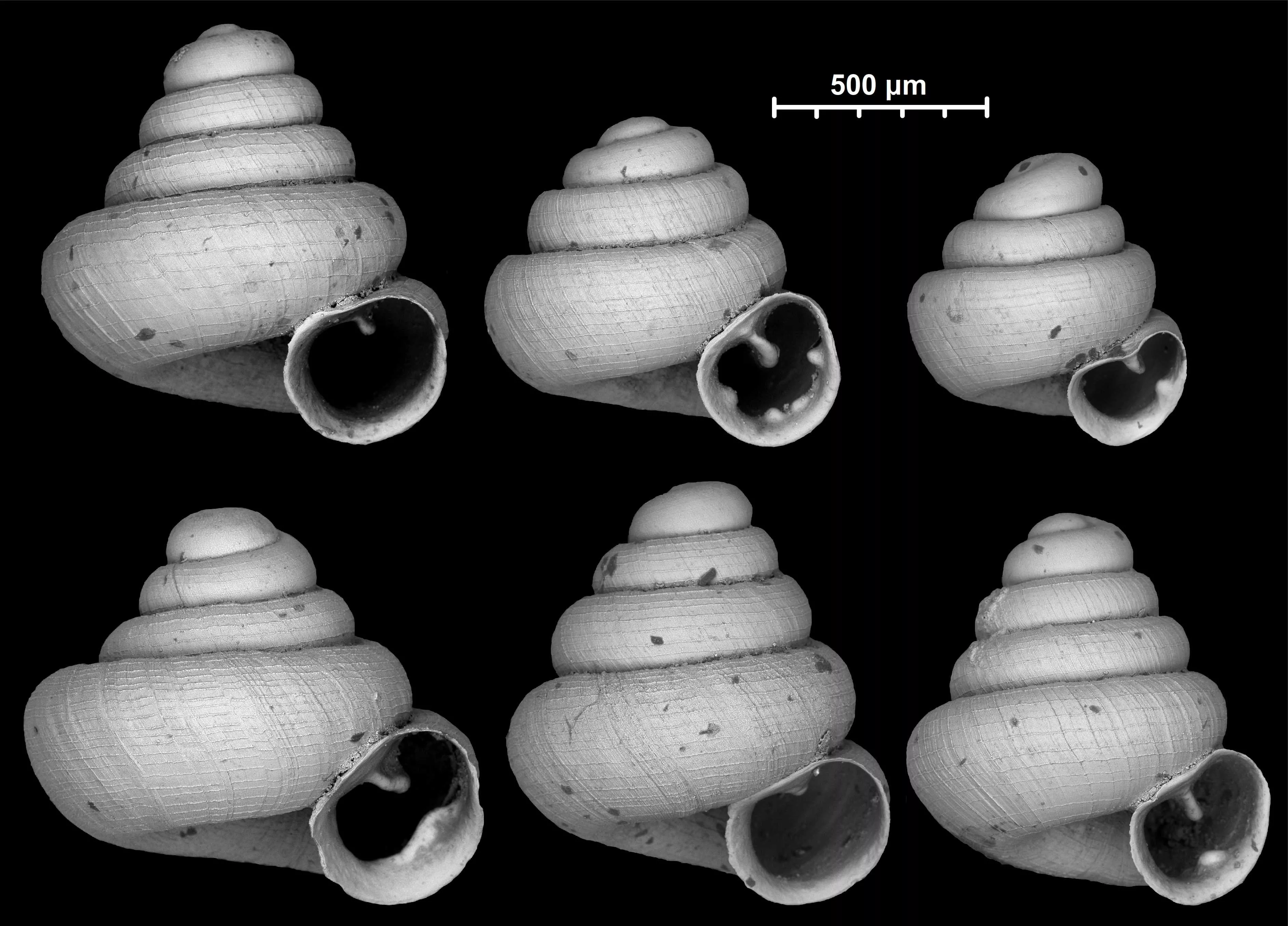 ATK NÖVI (Centre for Agricultural Research) researcher, in an international collaboration discovered forty-two previously unknown species of Angustopila snail