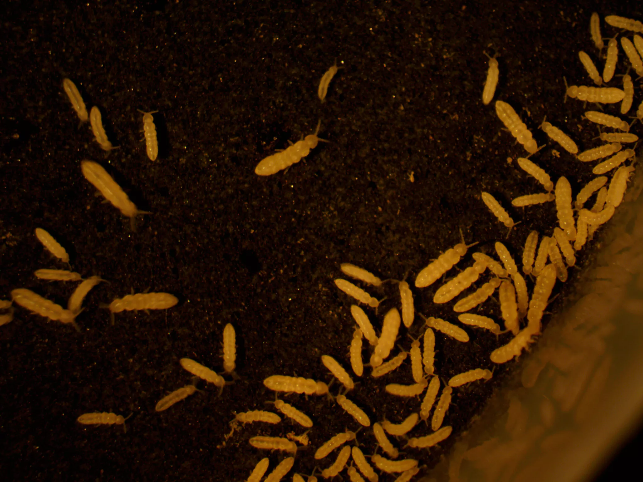 CER researchers have examined the effects of urbanization on soil fauna as a function of climate