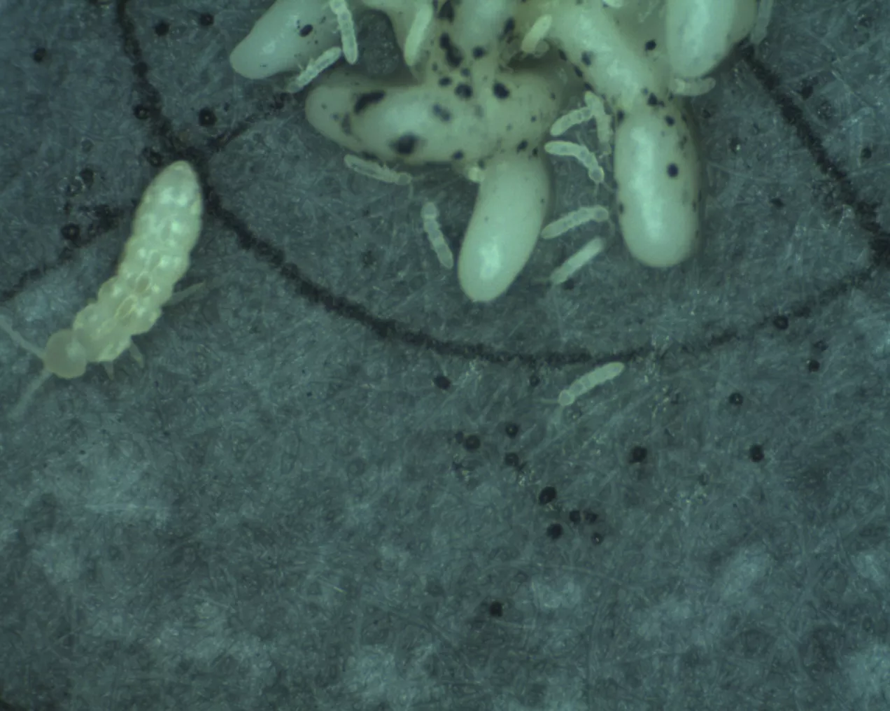 CER researchers have examined the effects of urbanization on soil fauna as a function of climate