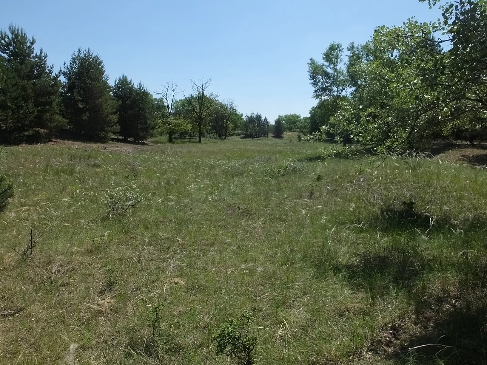 CER researchers demonstrated the significant role of small isolated habitat patches in preserving biodiversity