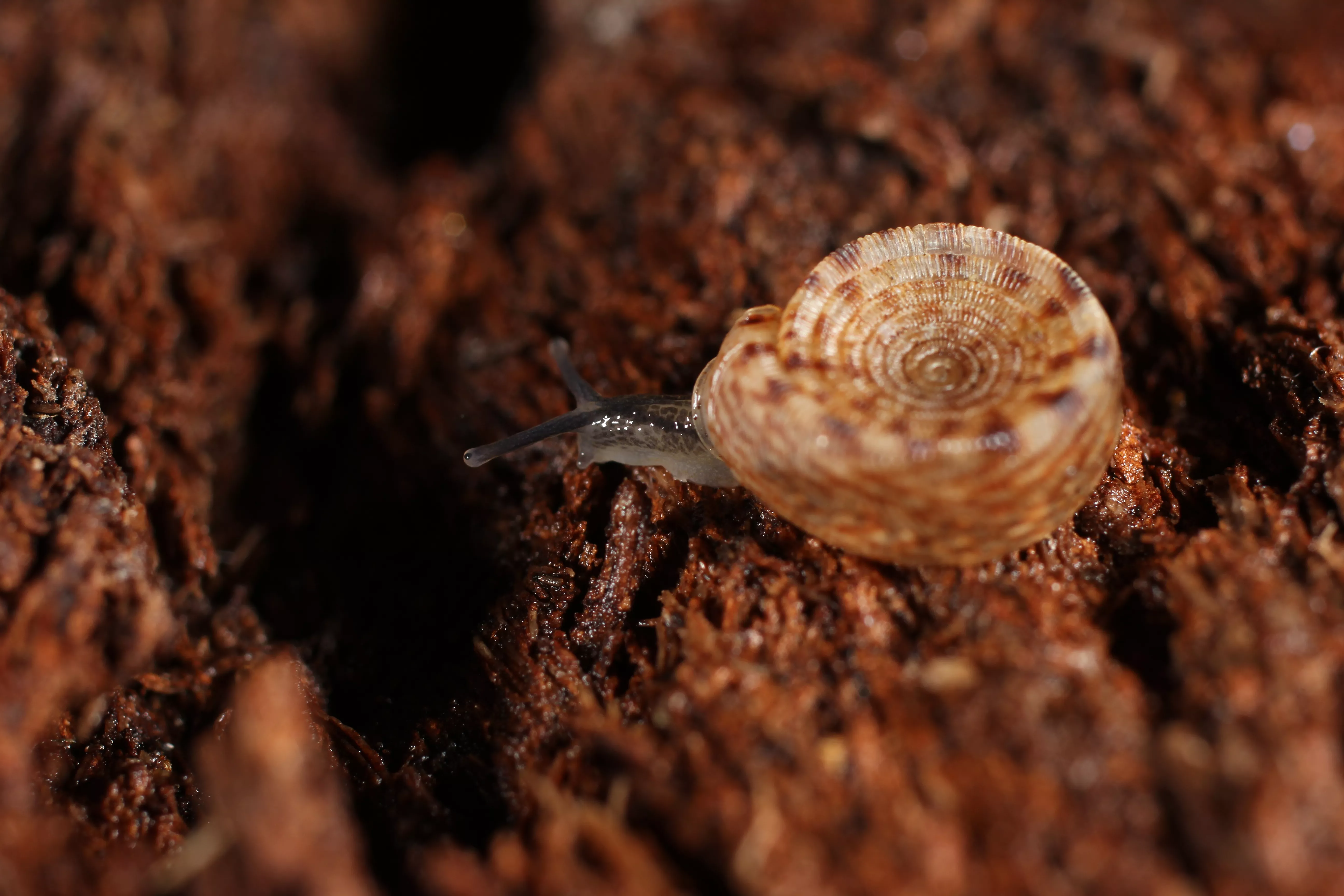 ATK researcher participates for the fourth time in the international expedition of the Paris National Museum of Natural History in New Caledonia