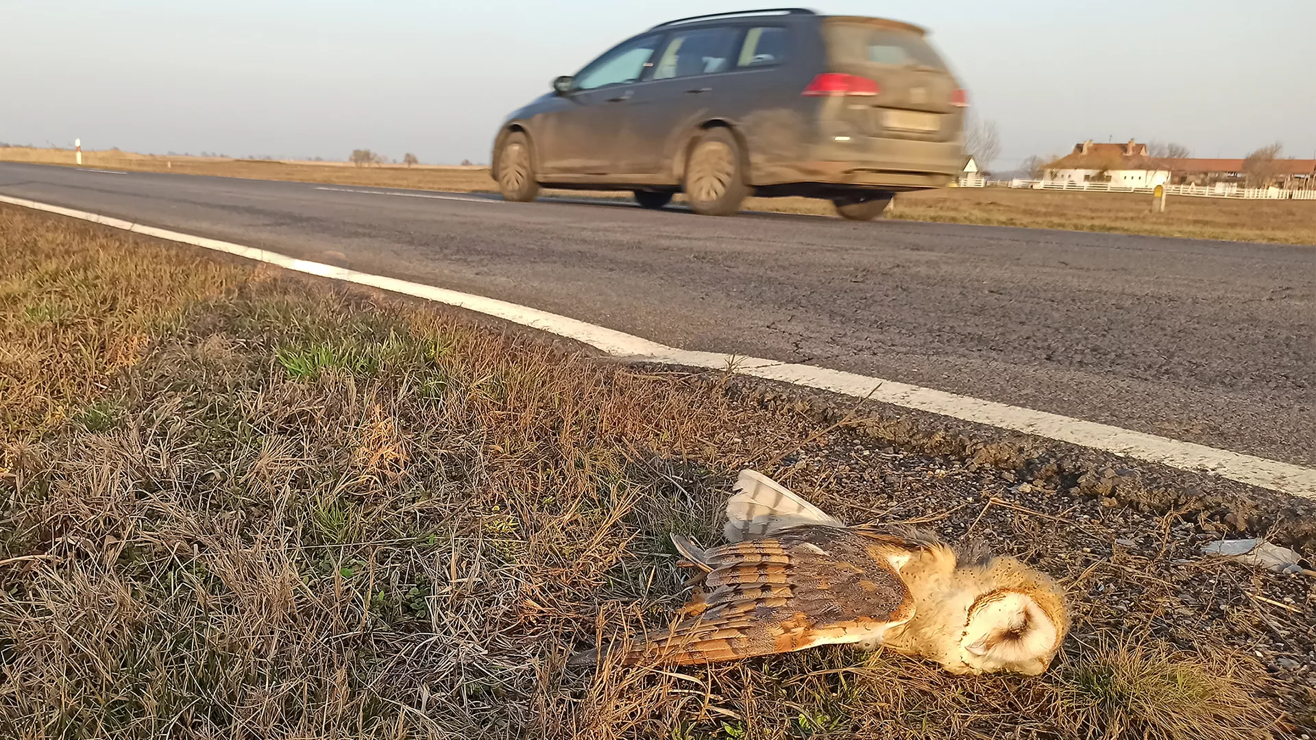 Az ÖK kutatócsoportja a közutakon bekövetkező állat-gépjármű ütközések emberi tényezőire fókuszálva vizsgálta a gázolások kivédésének lehetőségeit