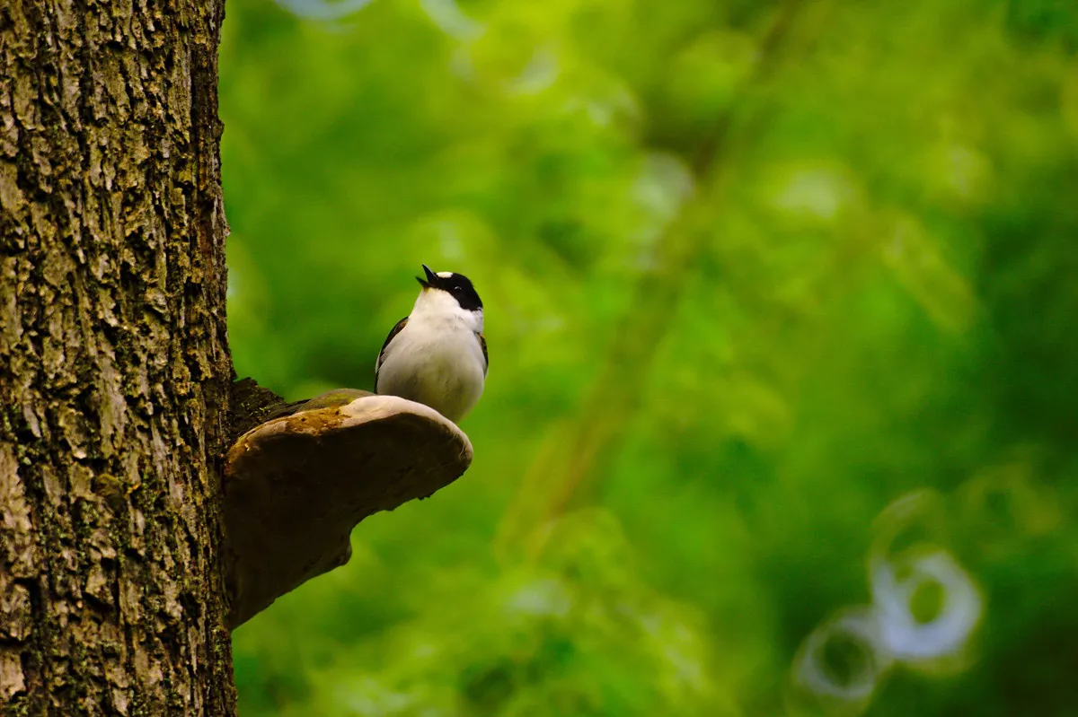 CER researchers investigate the song of the collared flycatcher with computer simulations in order to understand animal cultures