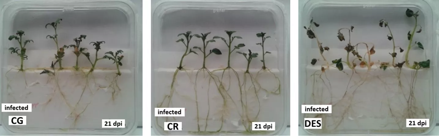 With the leadership of ATK researchers, potato resistance mechanisms against bacterial wilt have been uncovered