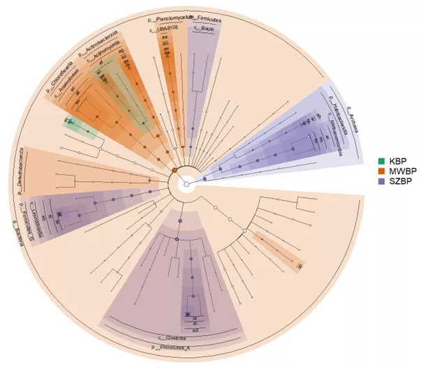 BRC and SZTE researchers studied the operation of the microbial community of bacteria and archaea and the interactions of microorganisms in industrial-scale biogas plants