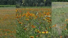 CER researchers do not recommend planting blanketflower in gardens due to its invasive potential