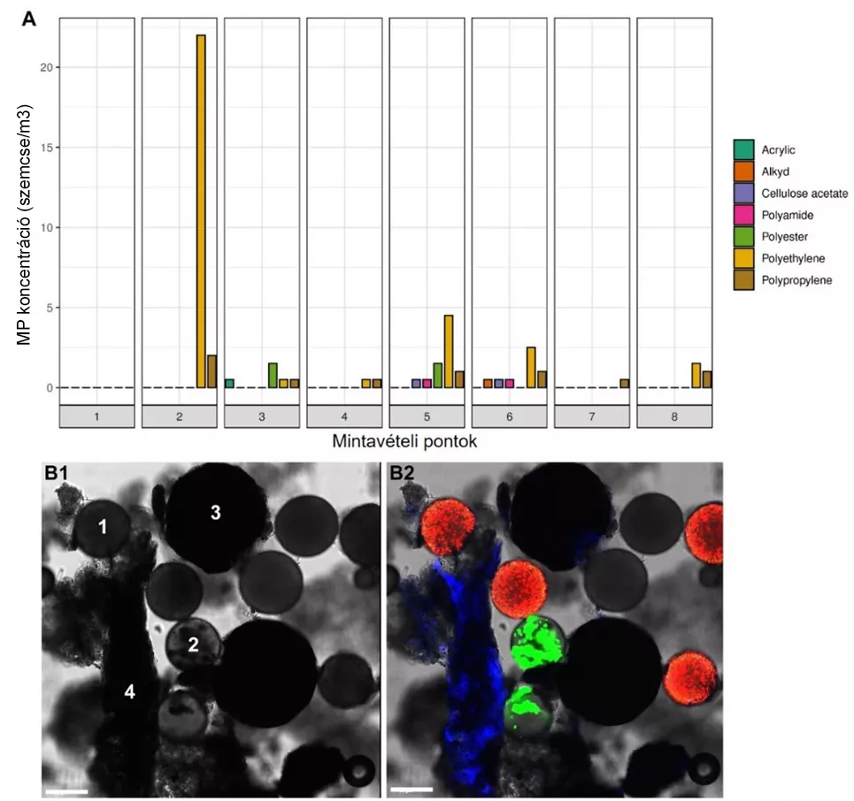 A BLKI kutatói más szakemberekkel együttműködve a Balatonban kimutatható mikroműanyagok jelenlétét és ökológiai hatásukat vizsgálták