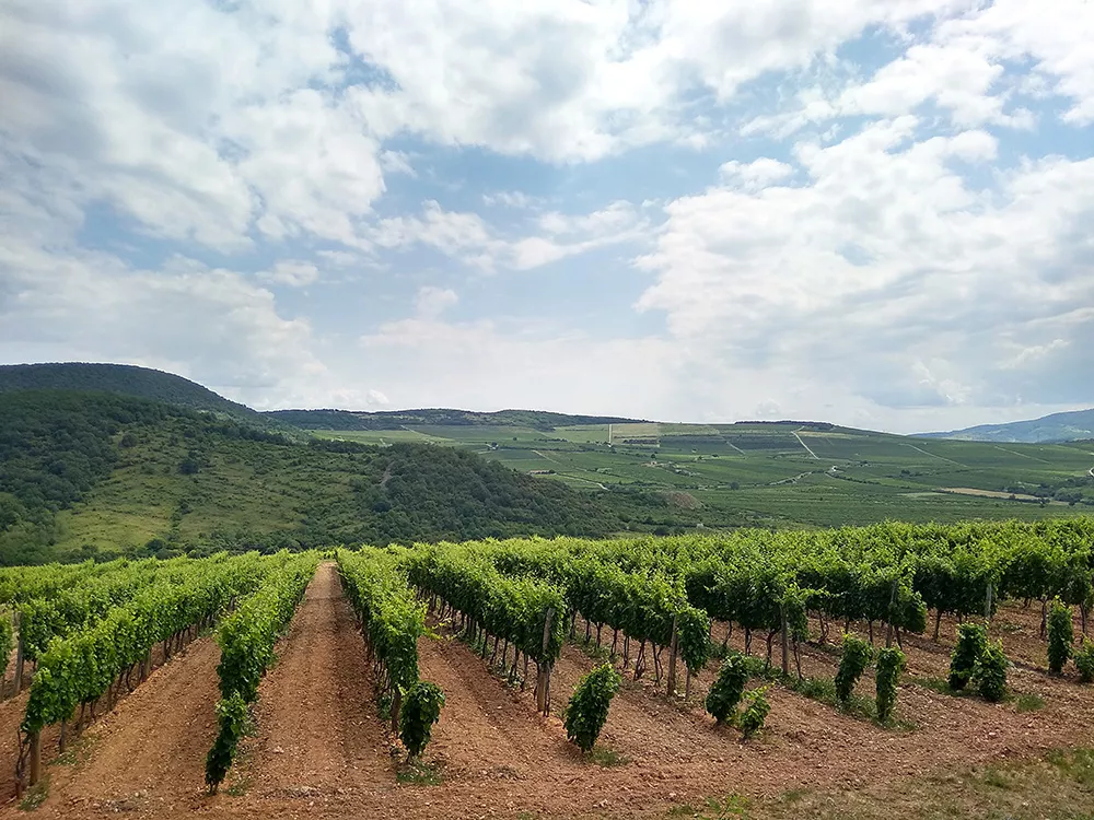 HUN-REN CAR researchers confirmed in a comprehensive study that the genetic composition of the economically important grapevine powdery mildew fungus is not uniform in Hungary