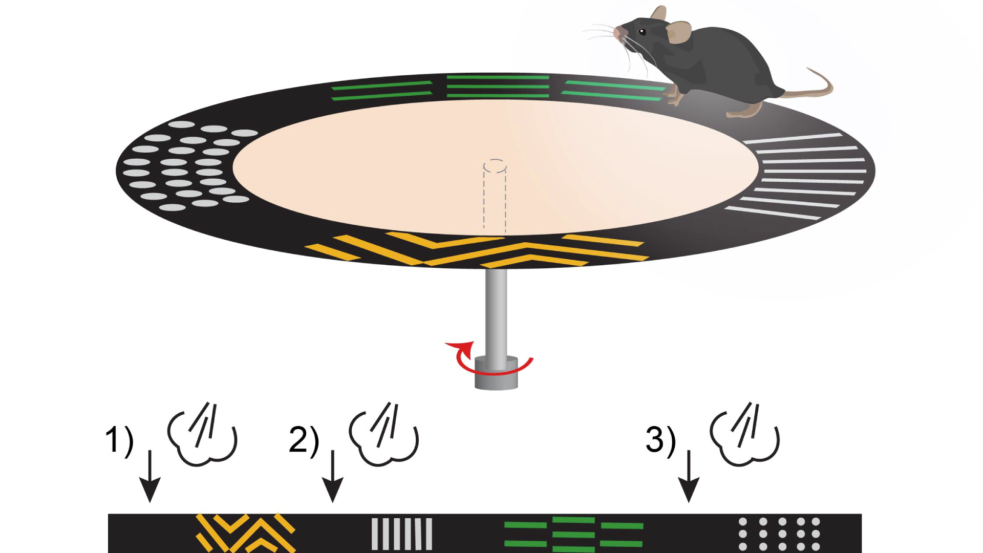 HUN-REN IEM researchers reveal what happens to the brain’s memory center when frightened