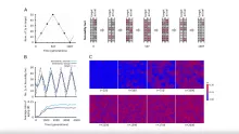 HUN-REN CER scientists prove that senescence can accelerate evolution