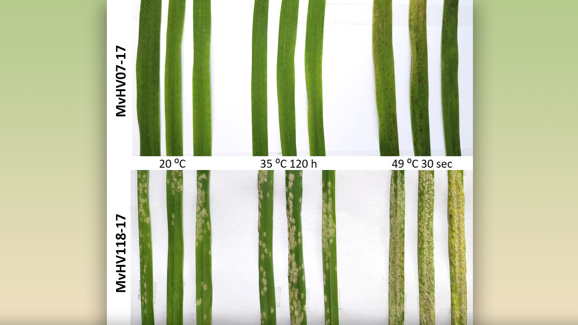 HUN-REN ATK researchers’ results related to the effects of heat stress on plant disease resistance can be used in crop breeding