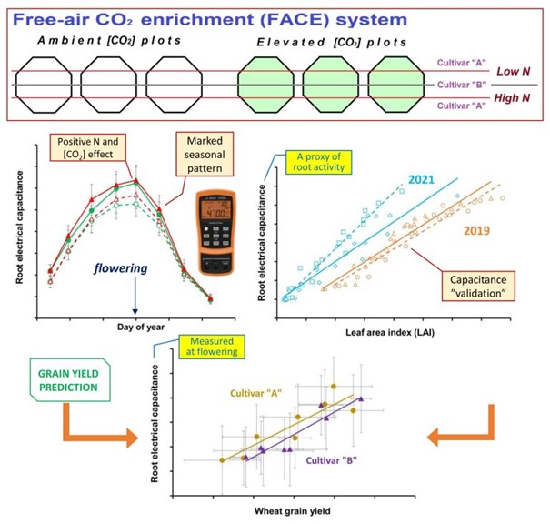 Researchers from HUN-REN CAR and ELTE published the methodological results on a free-air carbon dioxide enrichment experiment (FACE)