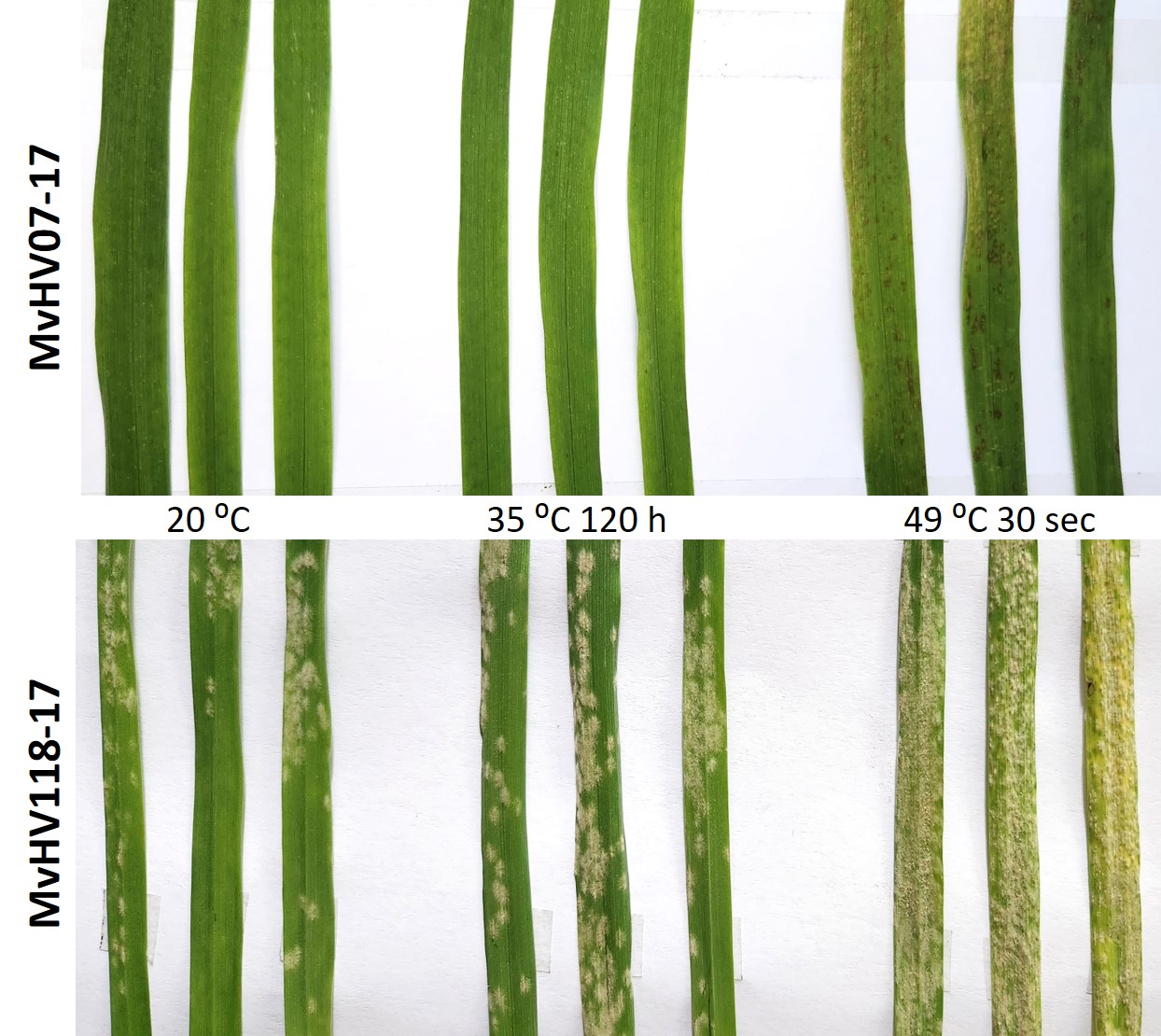 HUN-REN ATK researchers’ results related to the effects of heat stress on plant disease resistance can be used in crop breeding