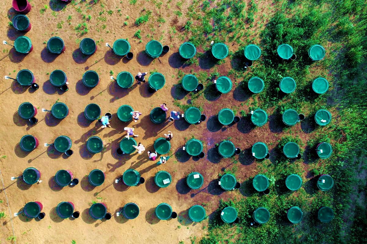 HUN-REN CER ecologists model lakes in 200-liter tanks