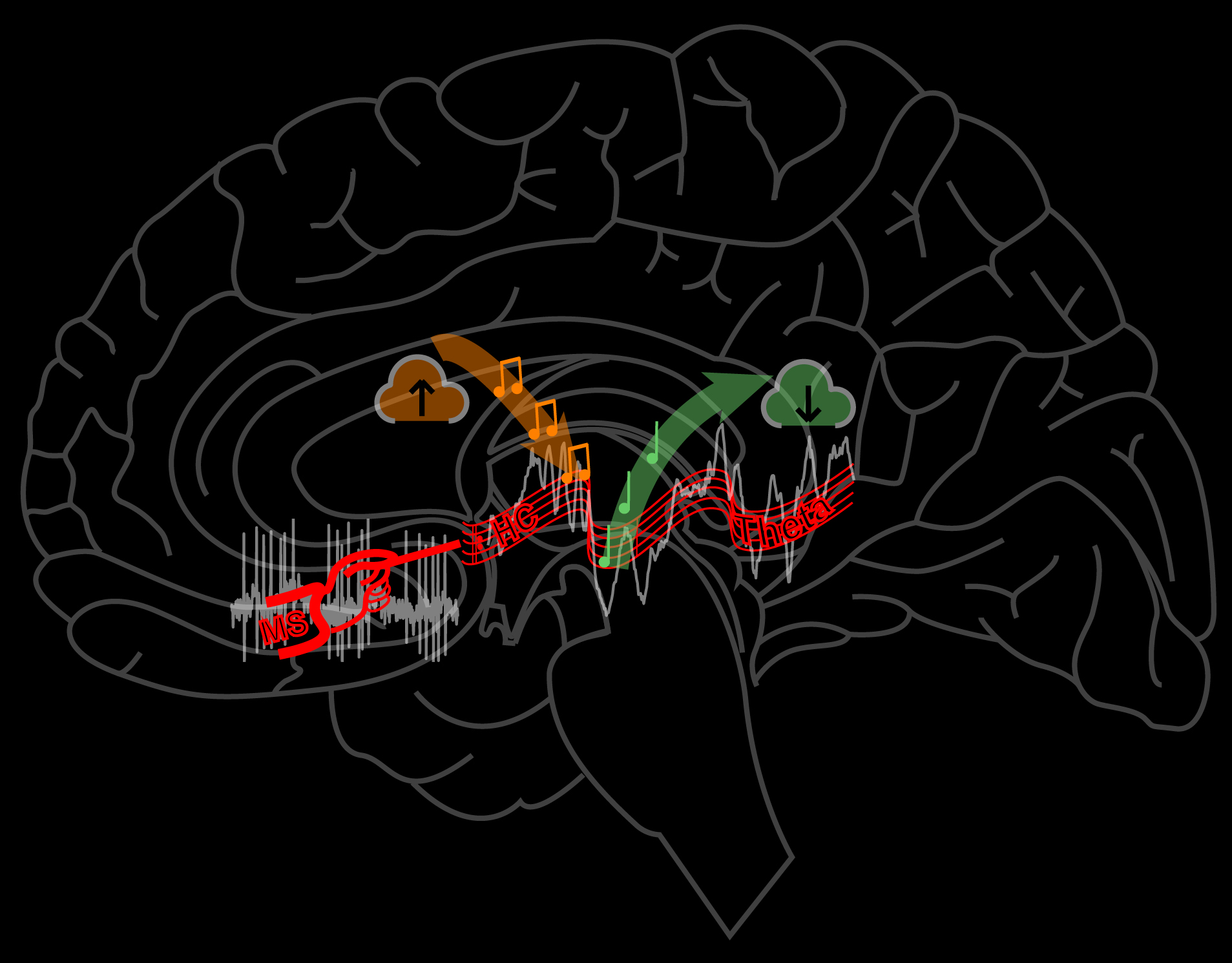 The new discovery by HUN-REN IEM researchers reveals the coordinating processes of memory multiplexing considered one of the brain’s peak performances