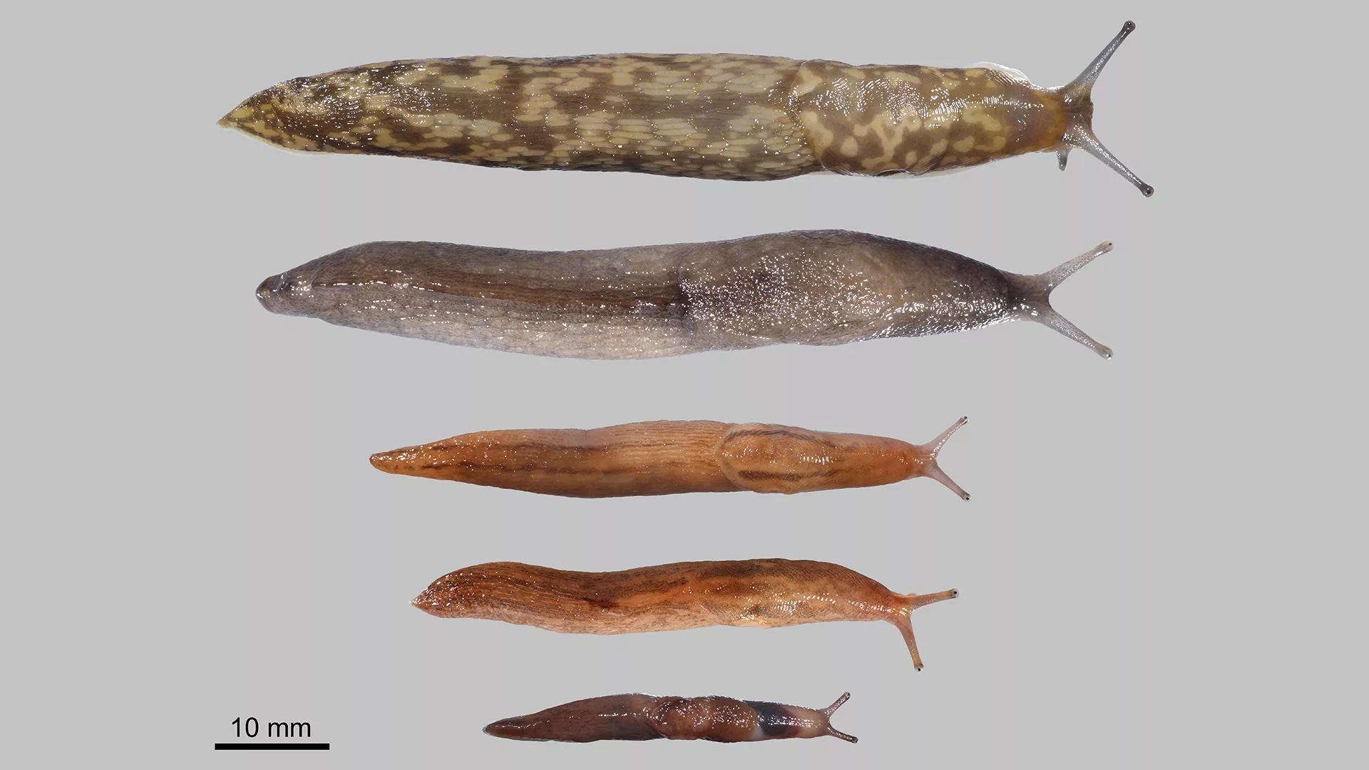 Five newly introduced slug species in Hungary