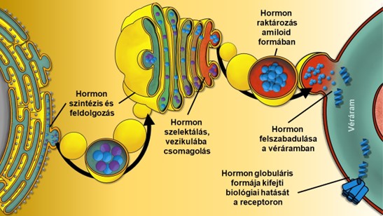 A HUN-REN és az ELTE kutatói kimutatták, hogy az amiloidok nemcsak a neurodegeneratív betegségek kialakulásánál vannak jelen, hanem jótékony élettani folyamatokban is részt vesznek