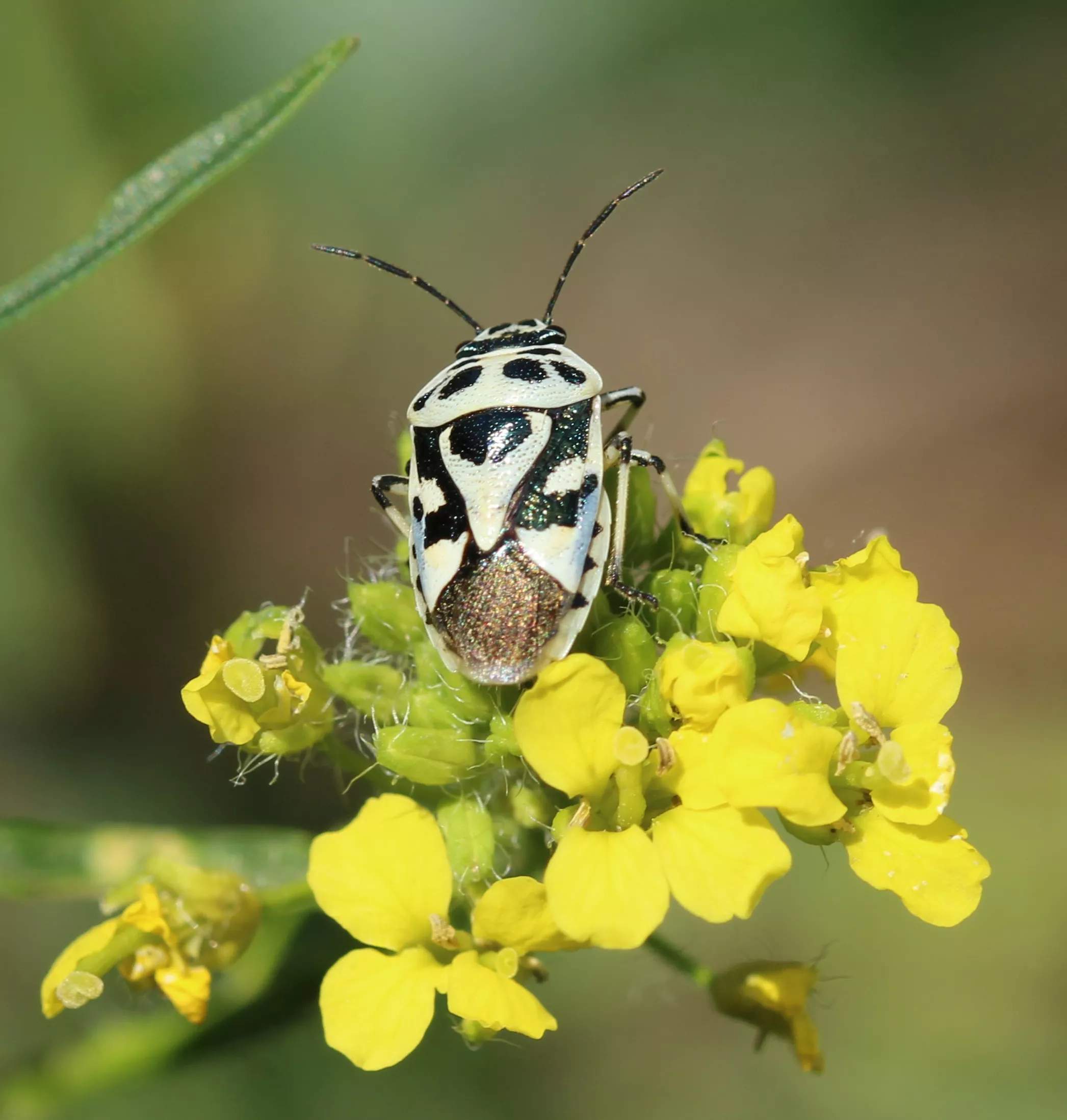 Az ATK kutatóinak új eredménye alapjául szolgálhat a kártevő címerespoloska elleni környezetbarát növényvédelmi megoldások kifejlesztésének