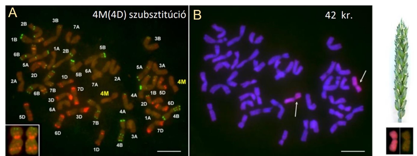 HUN-REN CAR researchers have identified wheat lines containing chromosome segments from wild goatgrass species valuable for wheat breeding