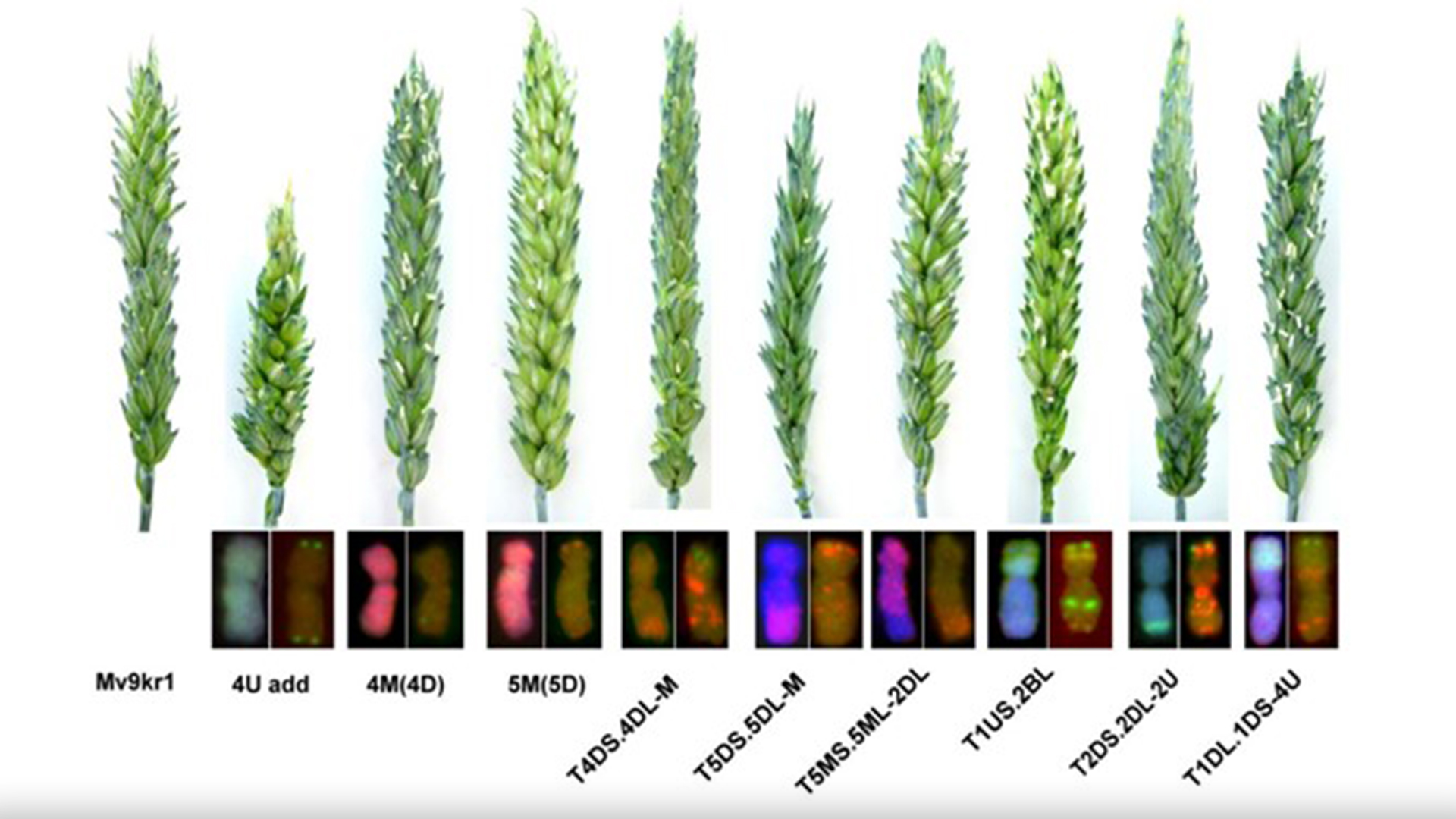 HUN-REN CAR researchers have identified wheat lines containing chromosome segments from wild goatgrass species valuable for wheat breeding