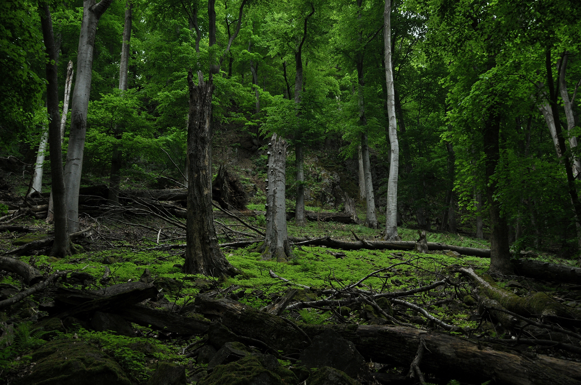 Hungarian Research Shows That Trees Over 100 Years Old Are Far More Effective in Combating Warming Than Previously Thought