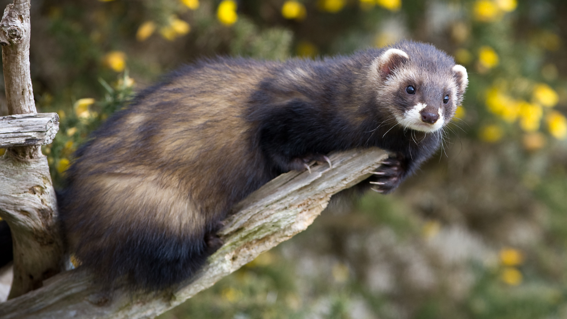 HUN-REN BLRI - Hungarian researchers first detect anticoagulant rodenticides in steppe polecat