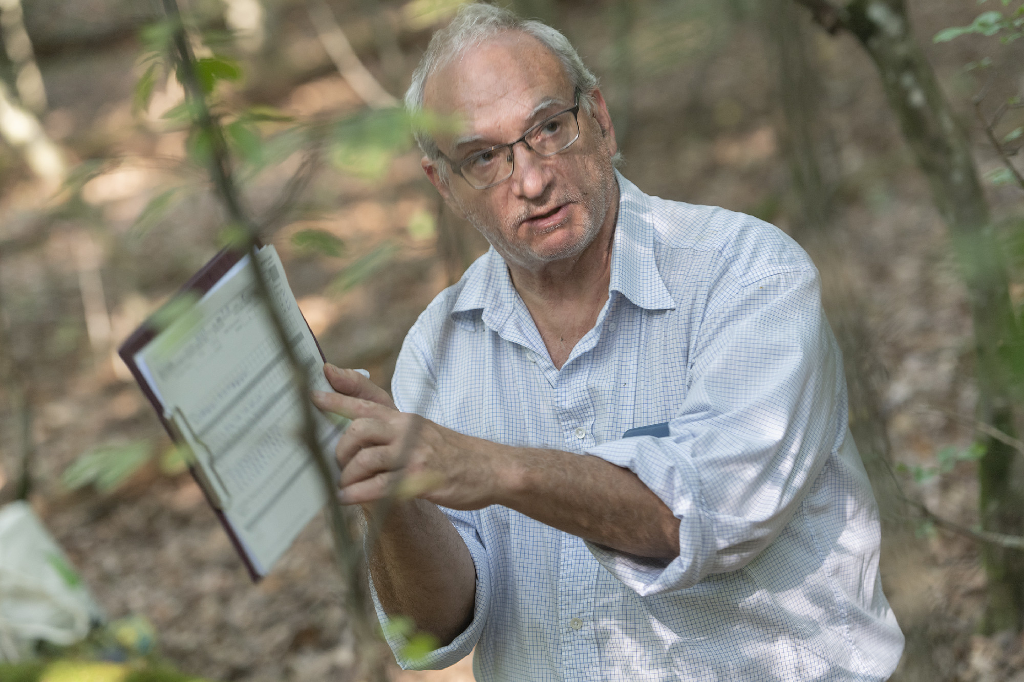 HUN-REN CER - Hungarian Research Shows That Trees Over 100 Years Old Are Far More Effective in Combating Warming Than Previously Thought