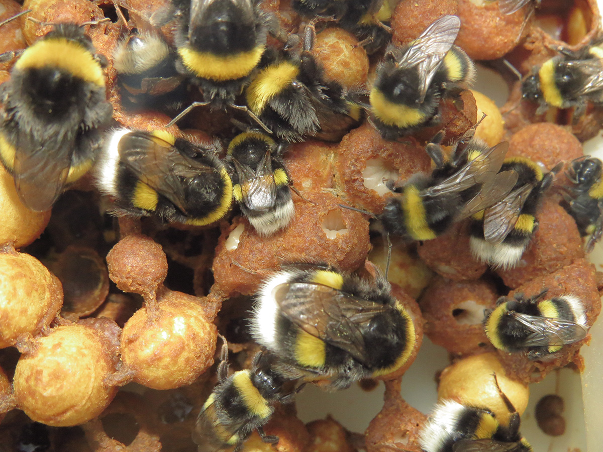 The Plant Protection Institute of the HUN-REN Centre for Agricultural Research (HUN-REN CAR NÖVI) has demonstrated that insecticide-treated bumblebees start foraging later and are less likely to find the tested floral blend source than their control coun