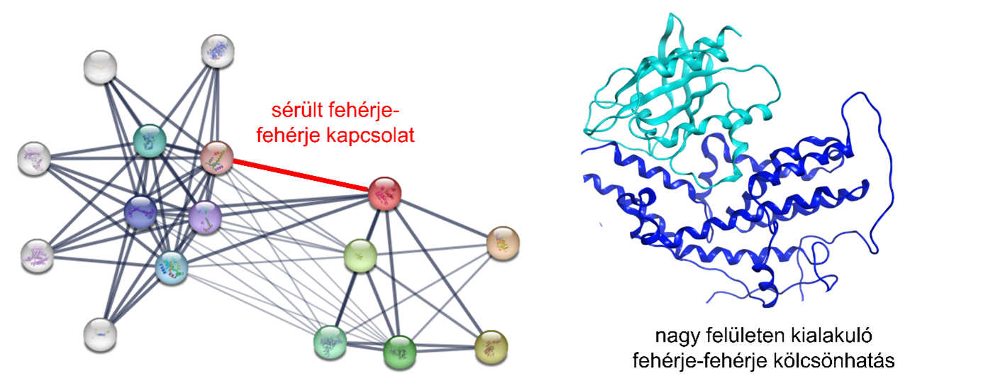 Restoring damaged connections is crucial to curing the disease. Proteomimetic molecules may be needed to prevent unwanted interactions or replace those that are missing.