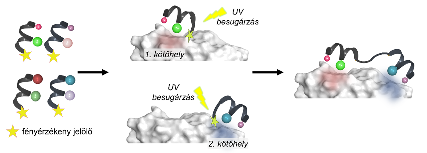 The method is based on using photosensitive markers, which are attached to the target protein by UV light, allowing the identification of their binding sites and interactions. By linking the appropriate markers, researchers can obtain molecules that mimic