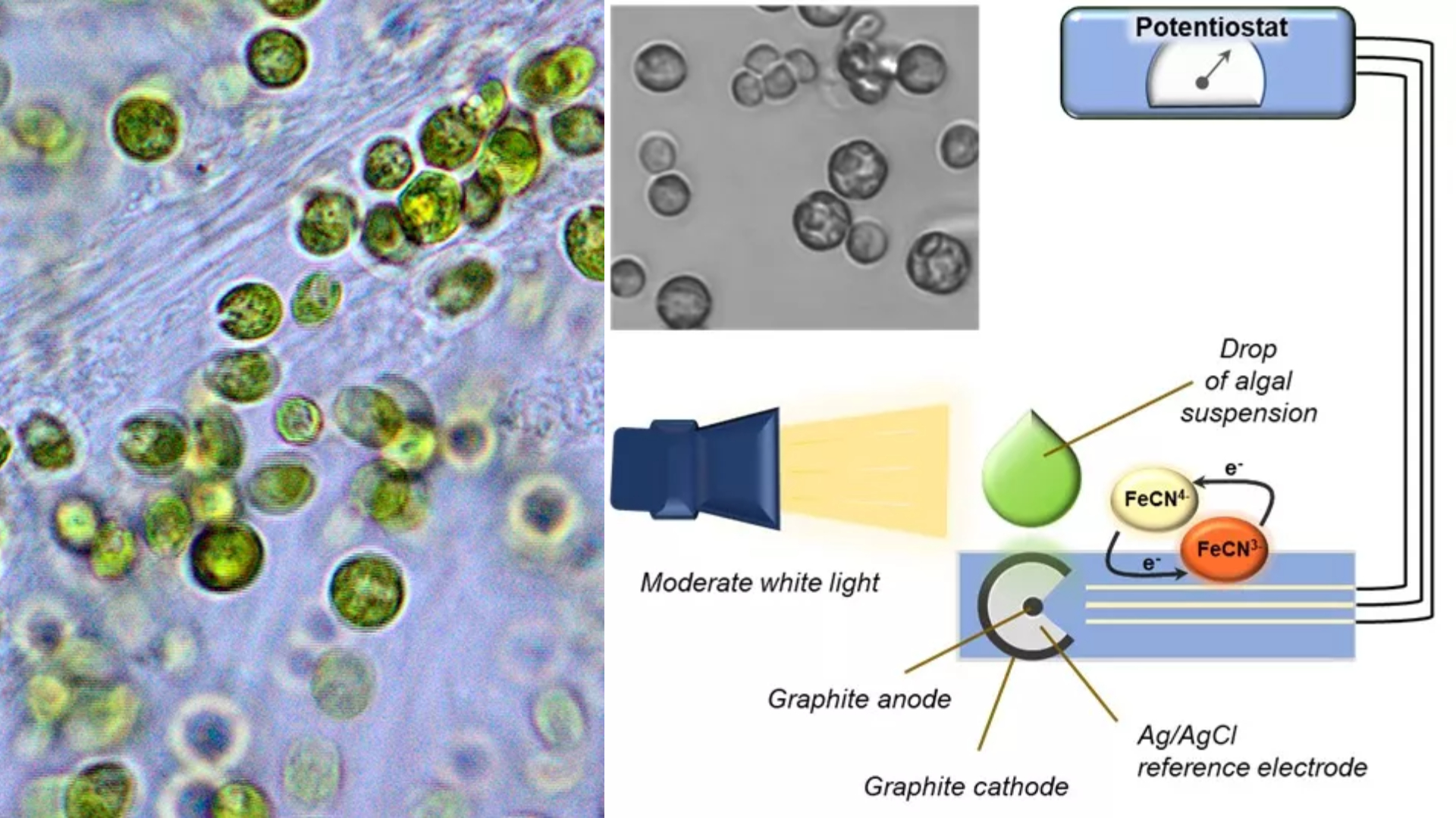 HUN-REN BRC 2024 researches