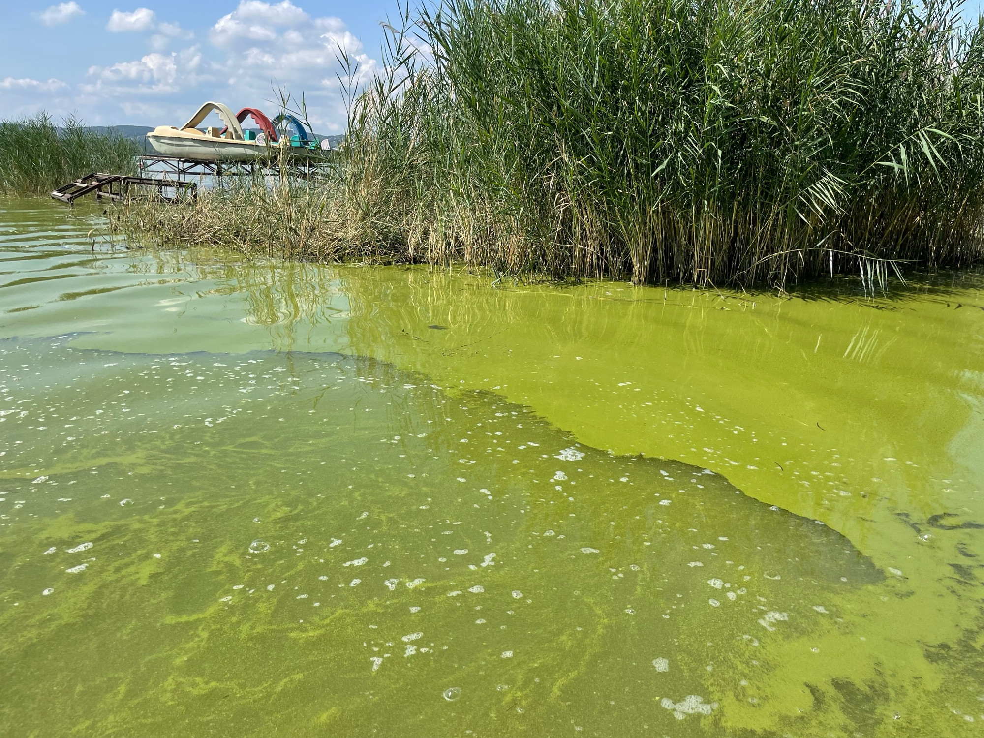 Heatwave Does Not Cause Algal Blooms in Lake Balaton