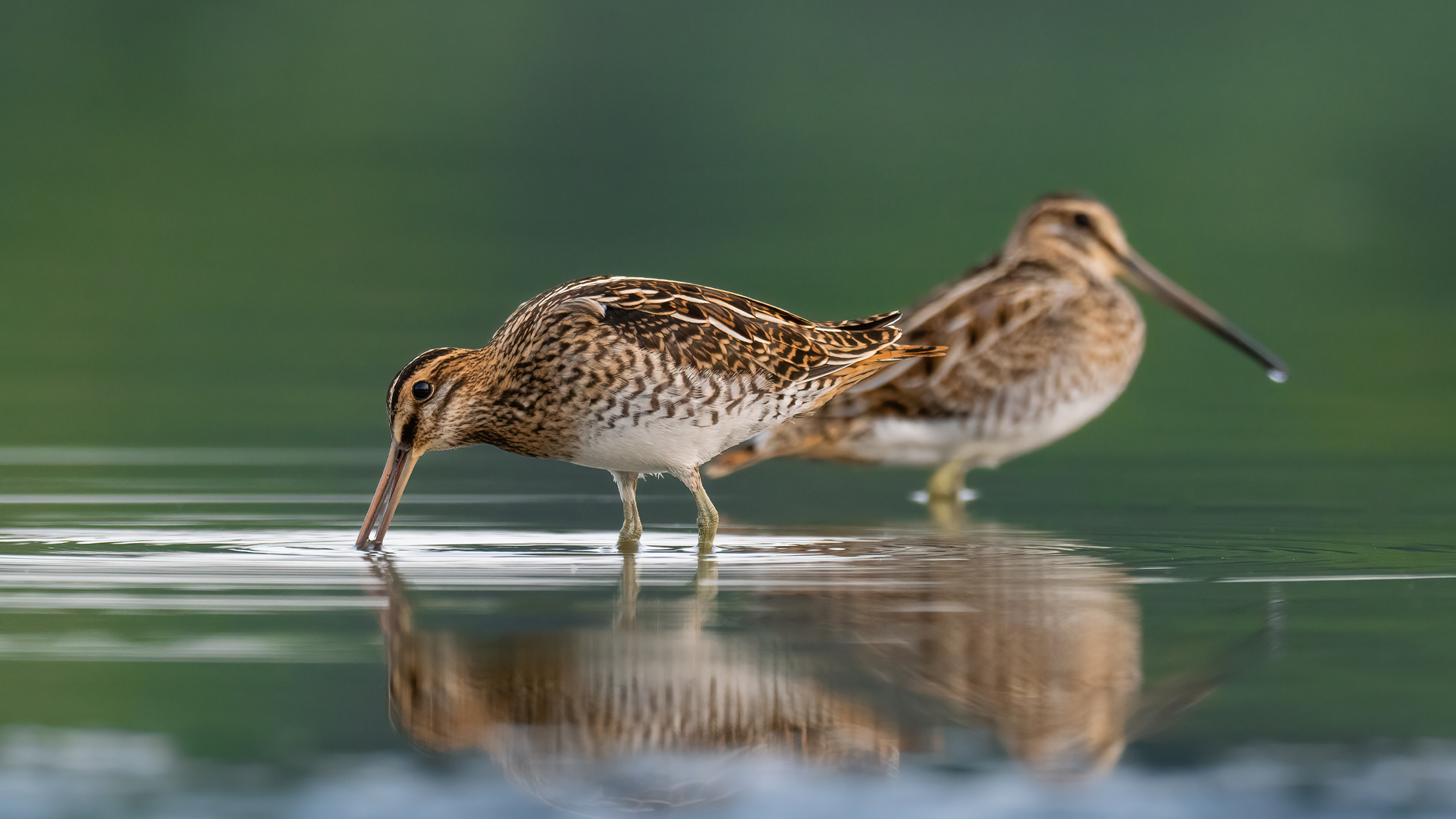 Social factors determine whether the male takes on the female's role in parental care, according to a study led by the HUN-REN–PE Evolutionary Ecology Research Group. 