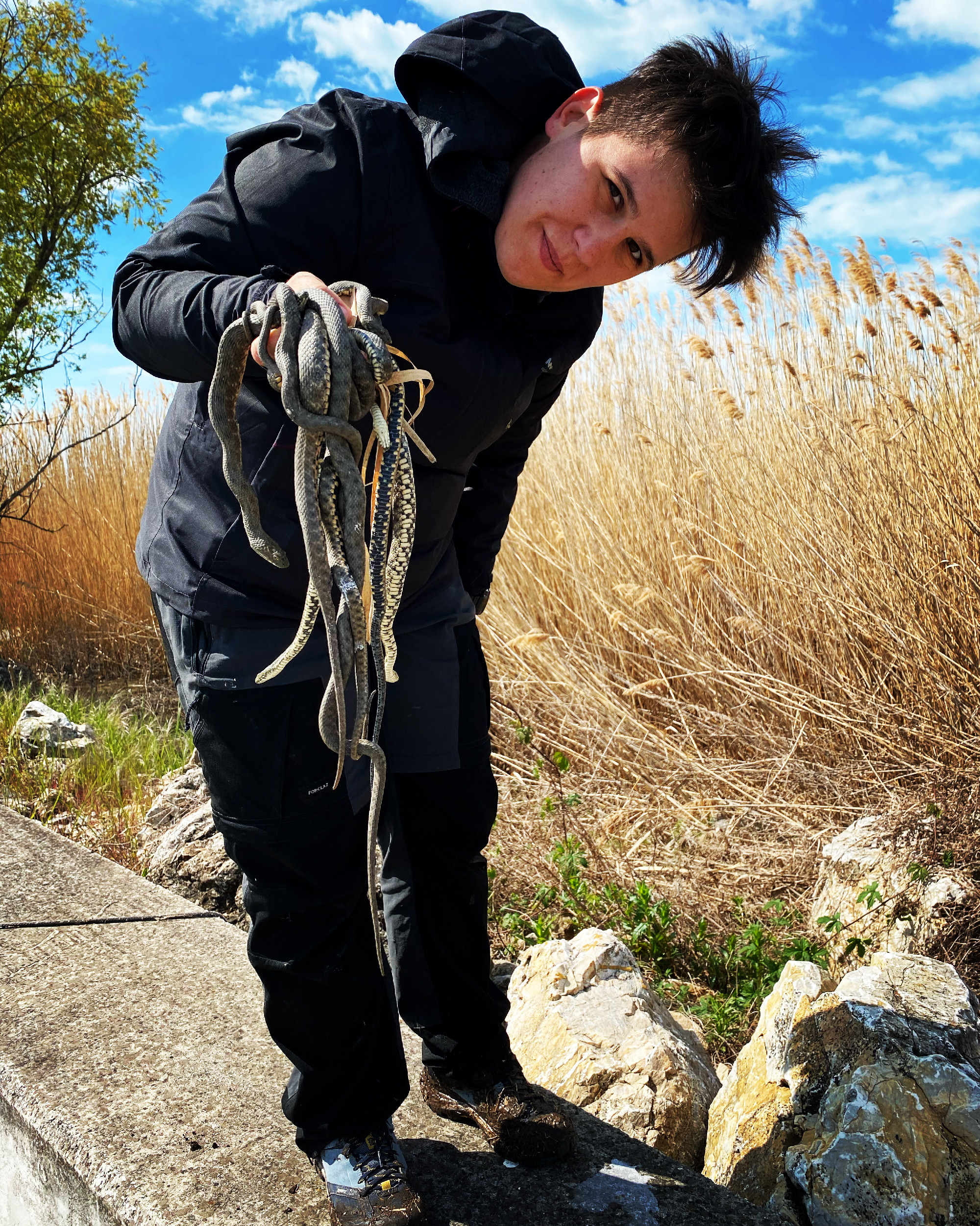 Researchers from the HUN-REN Balaton Limnological Research Institute (HUN-REN BLRI) investigated the impact of artificial lakeside habitats on the size of dice snake populations