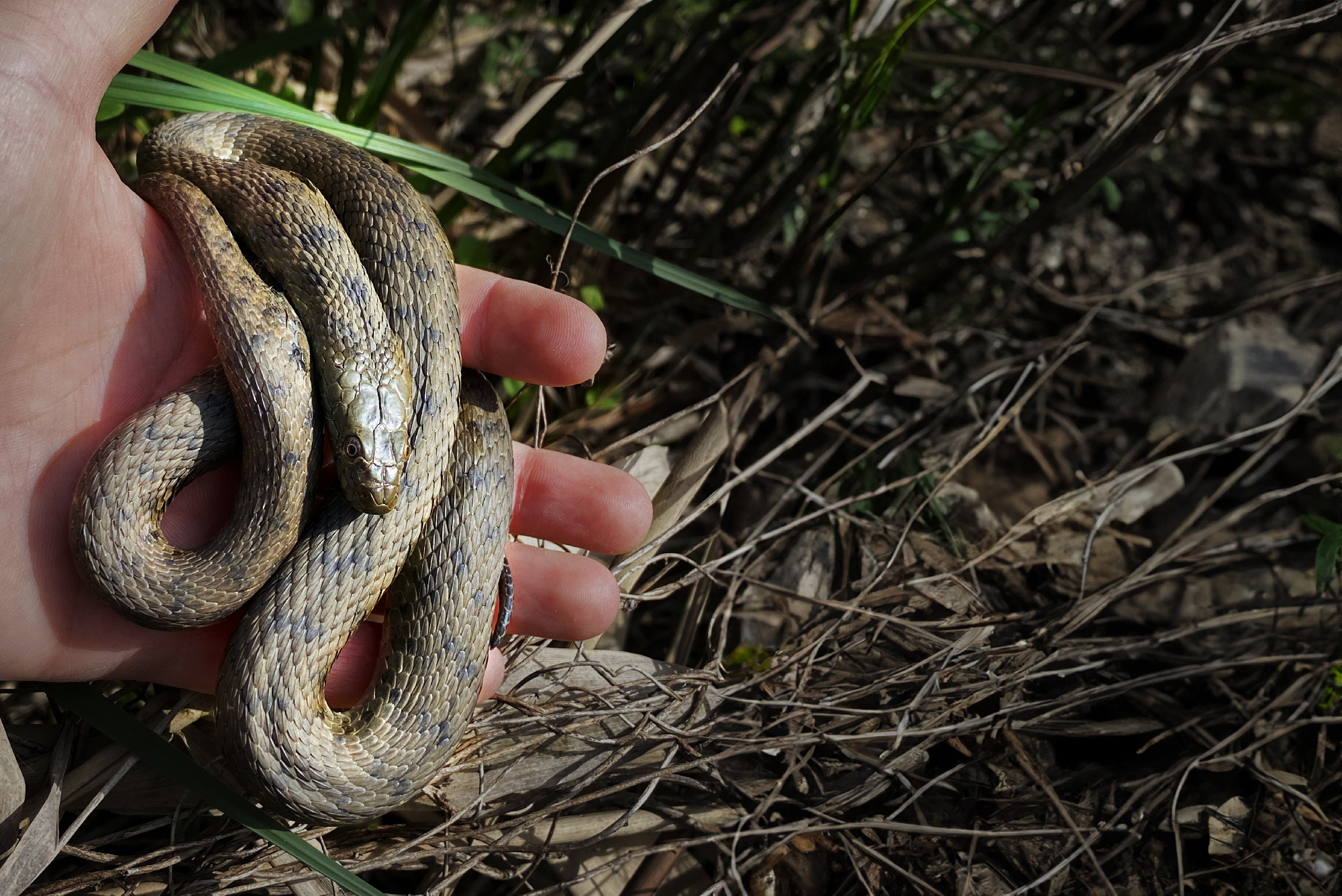 Researchers from the HUN-REN Balaton Limnological Research Institute (HUN-REN BLRI) investigated the impact of artificial lakeside habitats on the size of dice snake populations