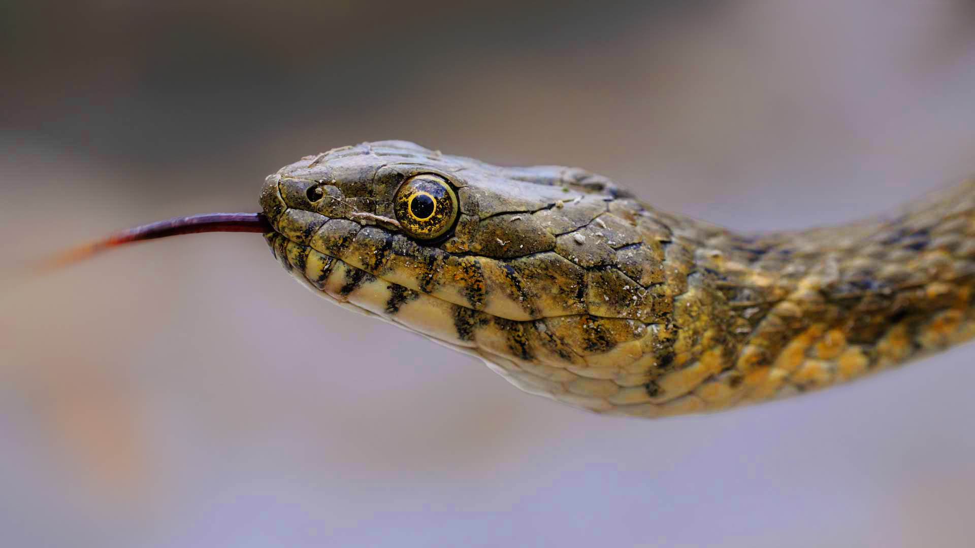 Researchers from the HUN-REN Balaton Limnological Research Institute (HUN-REN BLRI) investigated the impact of artificial lakeside habitats on the size of dice snake populations