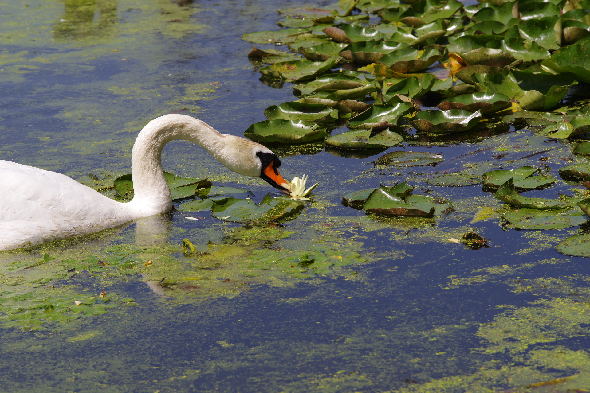 Better understanding the endozoochorous dispersal of alien and invasive fishes and plants