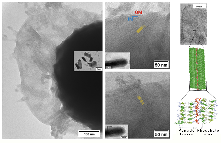 HUN-REN RCNS developing novel antibiotic to combat superbacteria