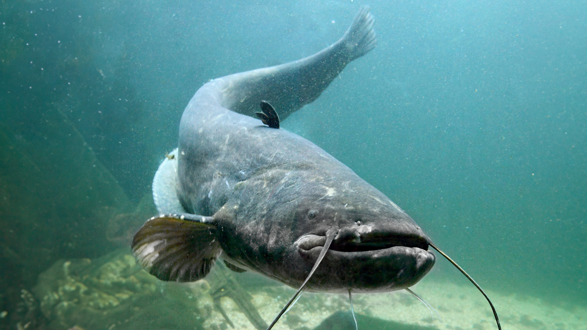 Good news for catfish enthusiasts: Hungarian research supports the healthier breeding of catfish