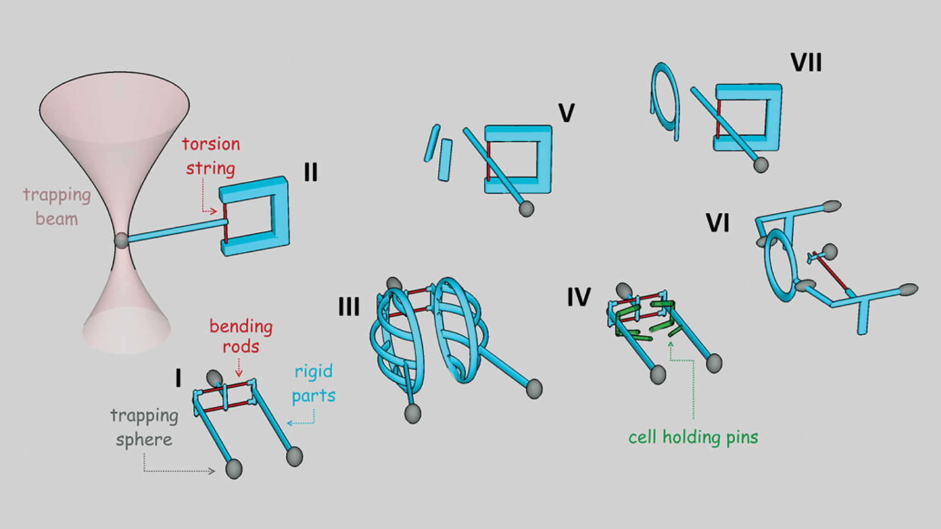 Researchers at the HUN-REN Biological Research Centre, Szeged, have developed tiny tools to capture individual cells. 