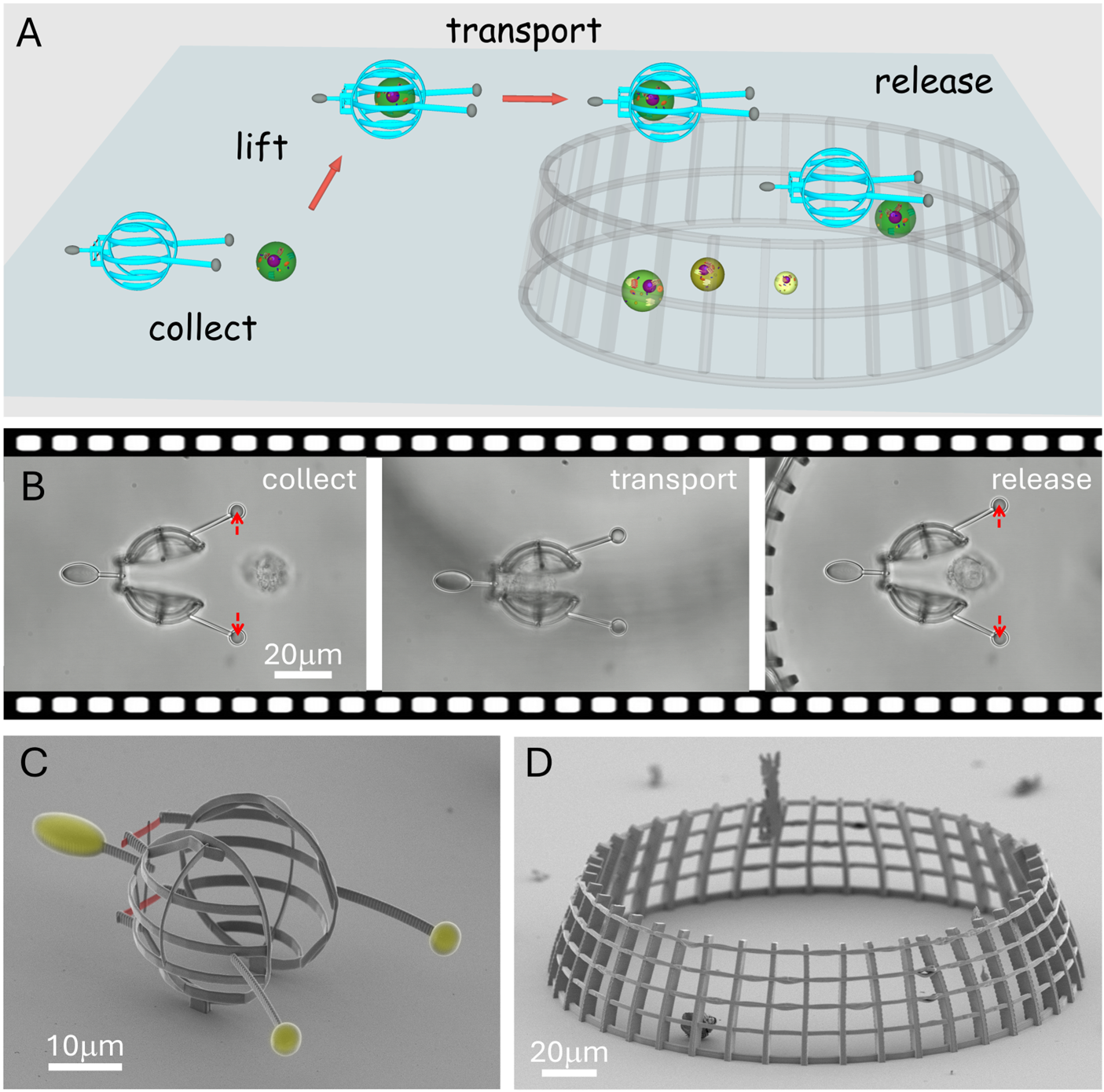 Researchers at the HUN-REN Biological Research Centre, Szeged, have developed tiny tools to capture individual cells. 