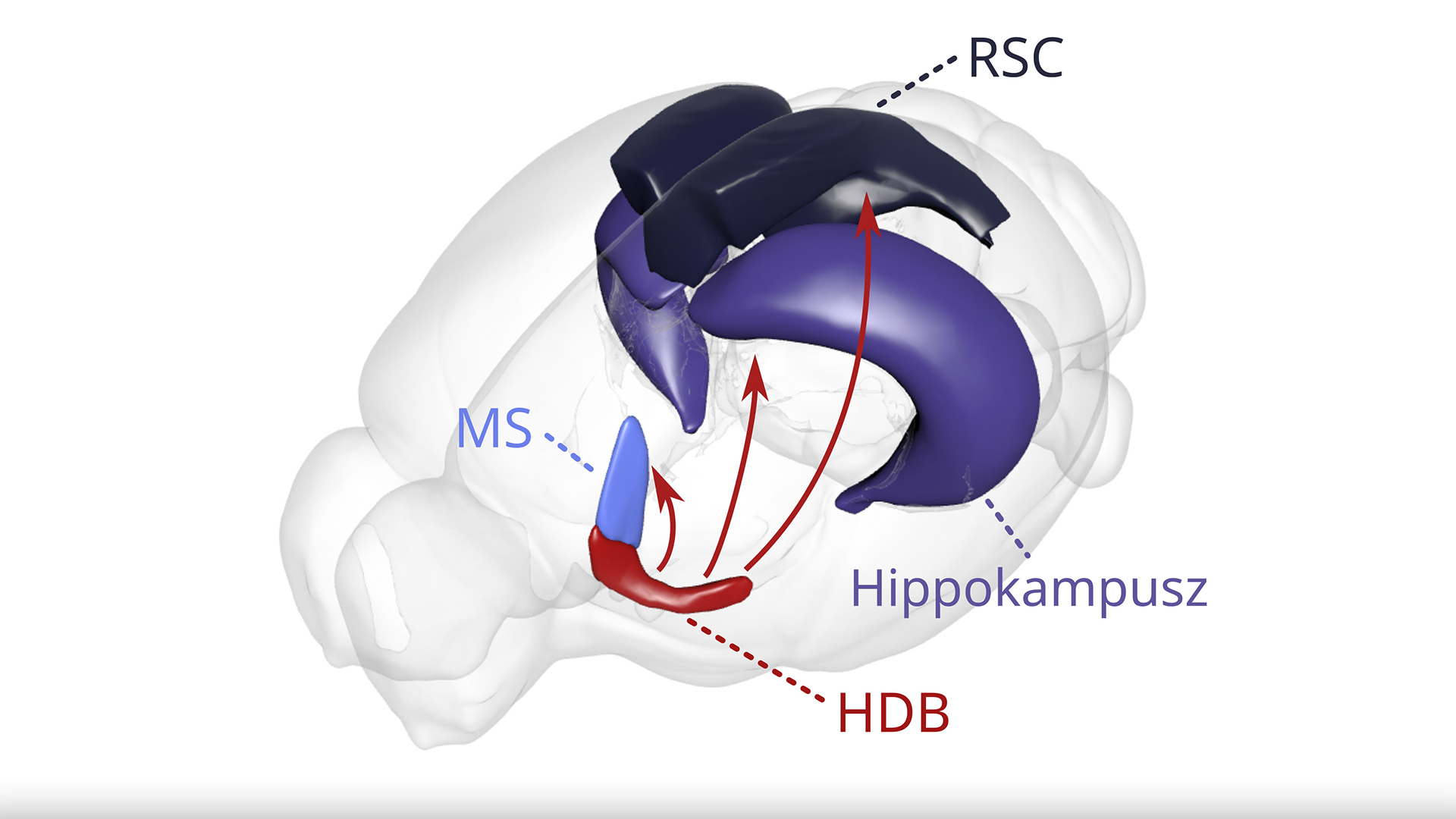 HUN-REN IEM researchers’ groundbreaking results ‒ How our brain learns from negative experiences