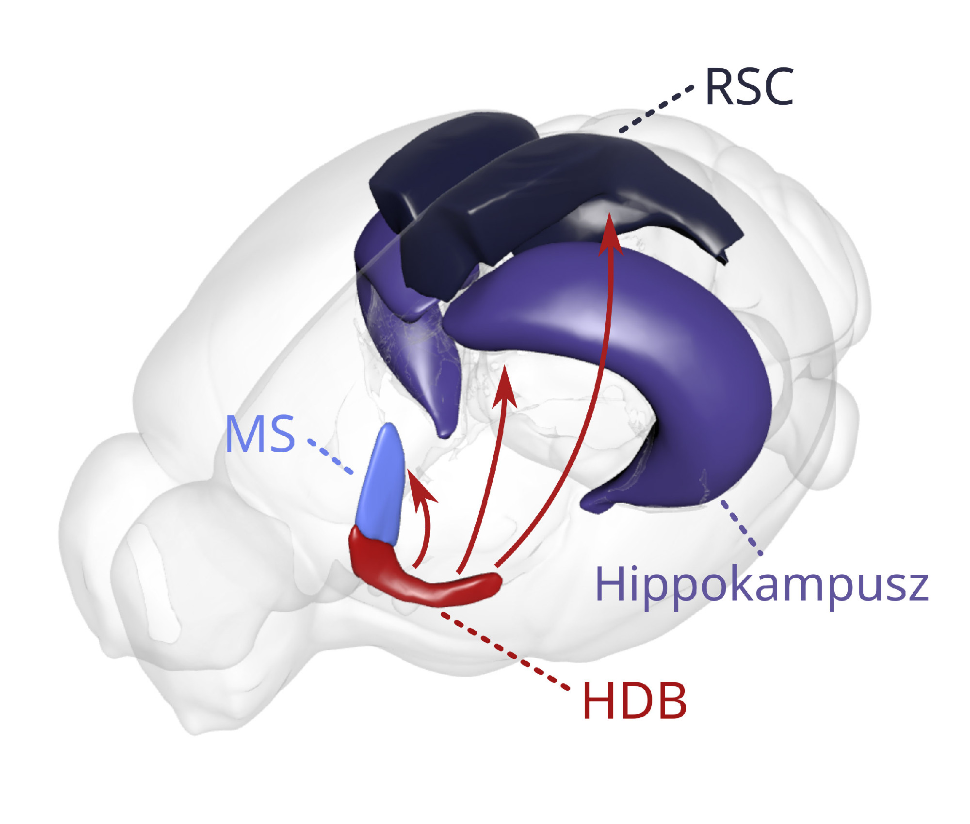 A HUN-REN Kísérleti Orvostudományi Kutatóintézet (HUN-REN KOKI) Dr. Hangya Balázs vezetésével működő Rendszer-neurobiológia kutatócsoportjának tagjai mélyagyi gátlósejteket vizsgálva megfigyelték, hogy e sejtek aktivitásának blokkolá